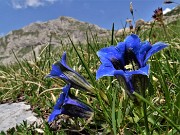 40 Gentiana clusii (Genziana di Clusius)